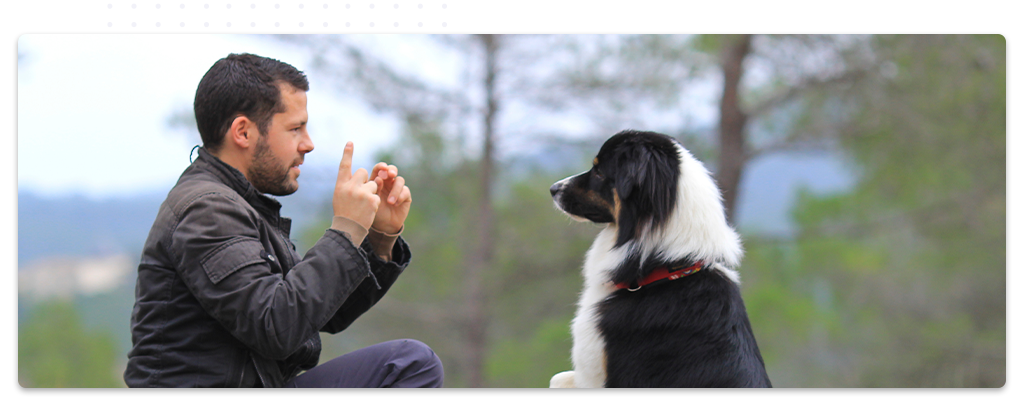 Un éducateur canin en pleine séance d'entraînement en extérieur, donnant des instructions à un chien attentif de type berger australien, dans un environnement naturel avec des arbres en arrière-plan.