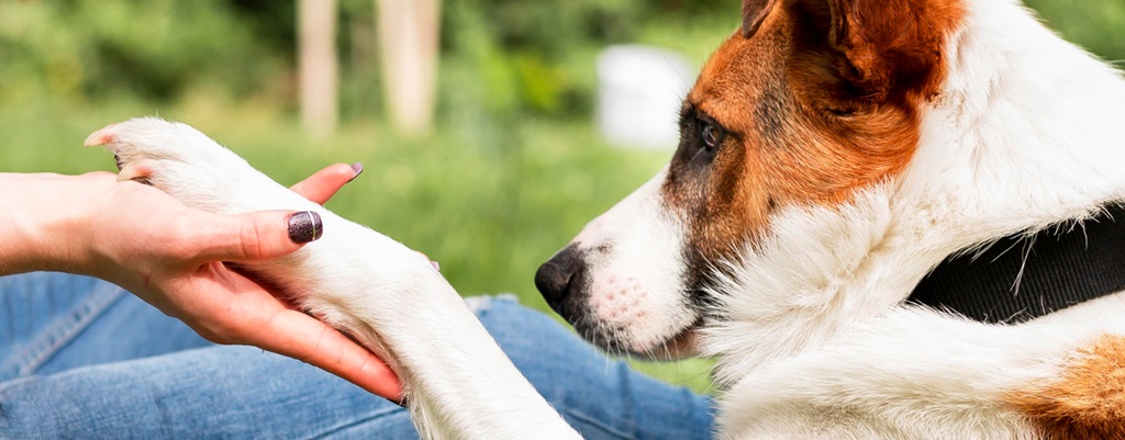 un chien tendant la patte