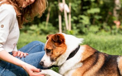 Éducation canine : les 8 règles de base à appliquer